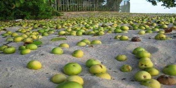 به‌وێنه‌.. جۆره‌ دره‌ختێك  جه‌سته‌ى مرۆڤ ده‌سووتێنێت؟